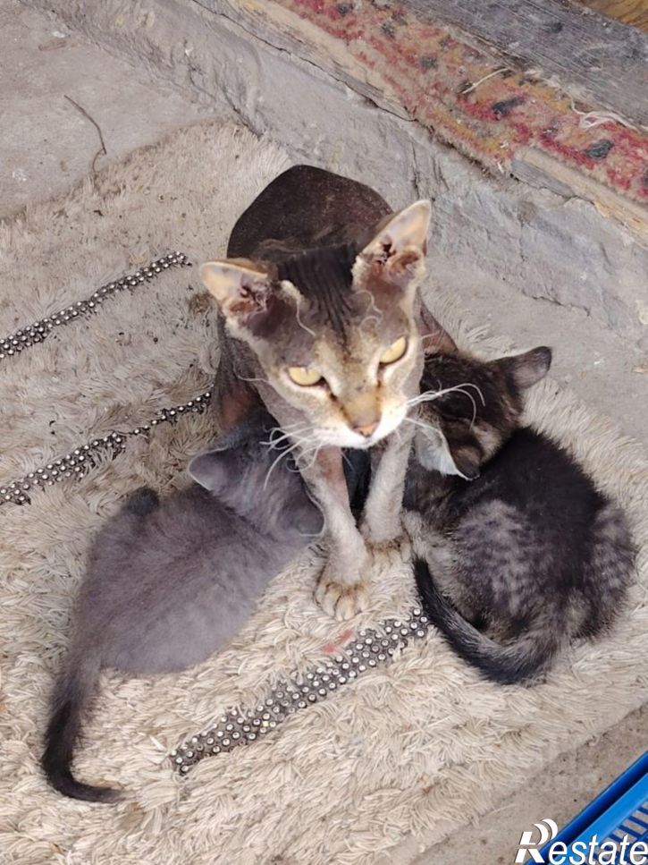 Коттедж/дом ул Добровольского, 11,  д. 11